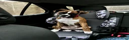 Boxer dogs for stud: Knuckles - Ad 4