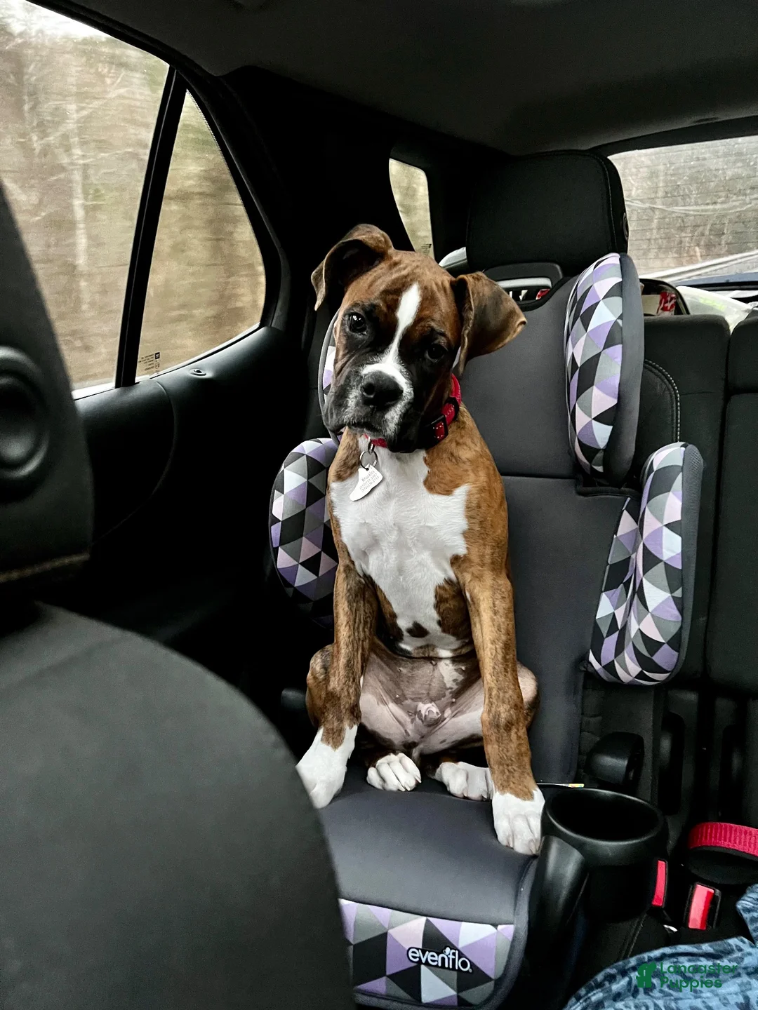 Boxer dogs for stud: Knuckles - Ad 4