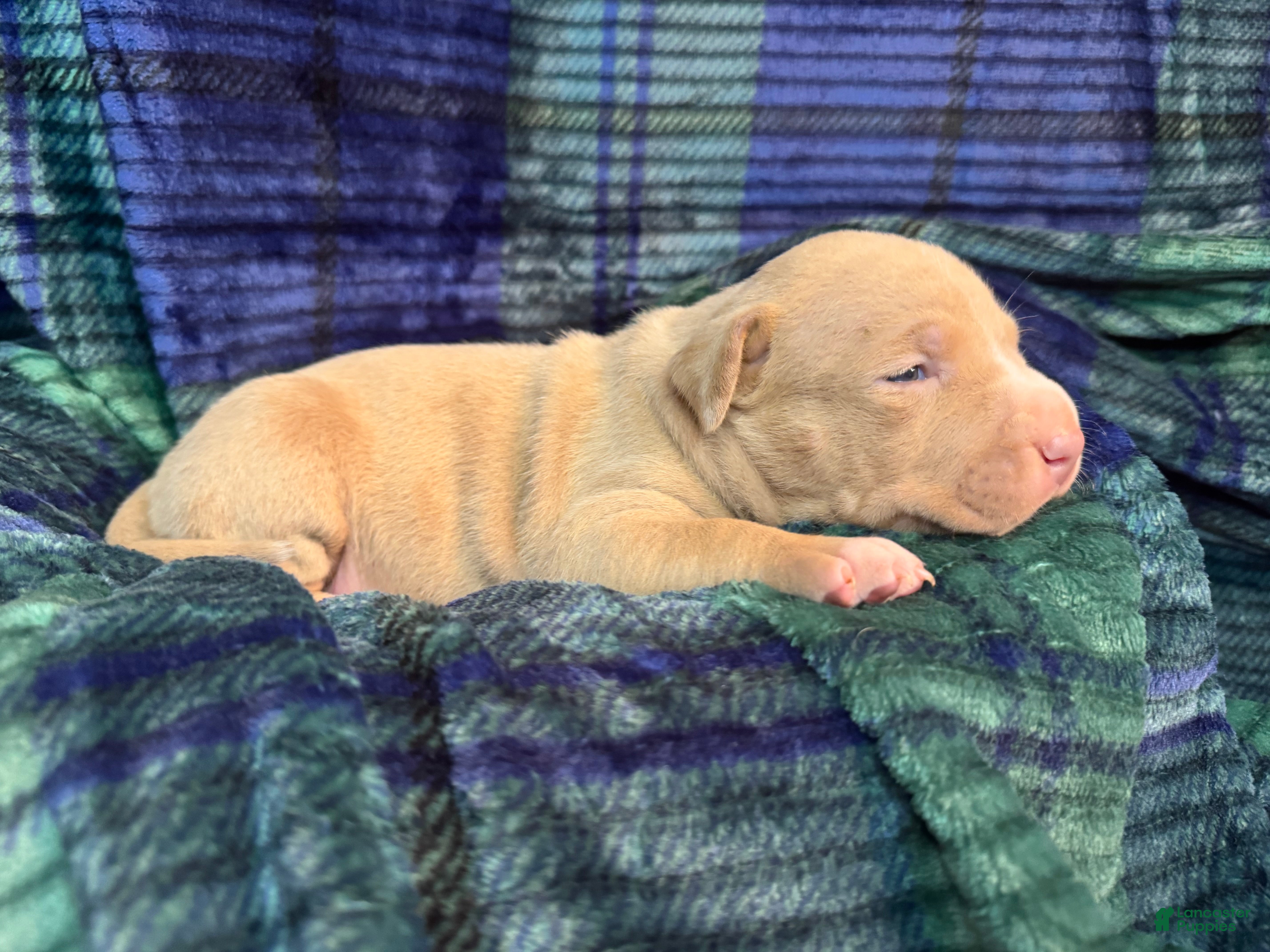 American Bully dogs American Bully Puppy 1 - Ad 2