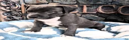 American Bully dogs for sale: "DMX" LAST ONE - Ad 5