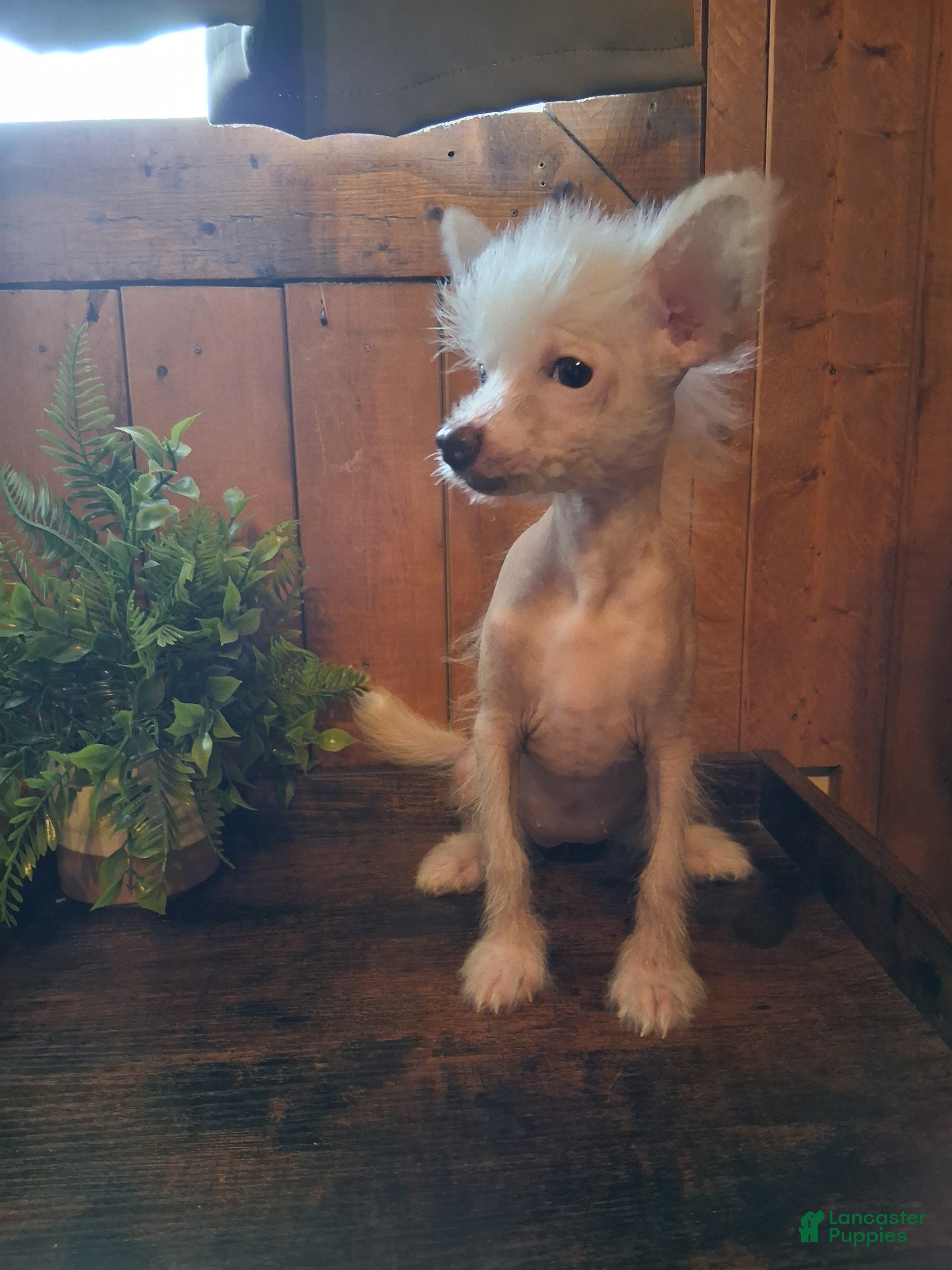 Chinese Crested dogs Pinky - Ad 2