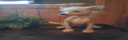 Chinese Crested dogs for sale: Pinky - Ad 2