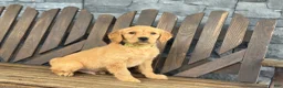 Golden Retriever dogs for sale: Marshall - Ad 3