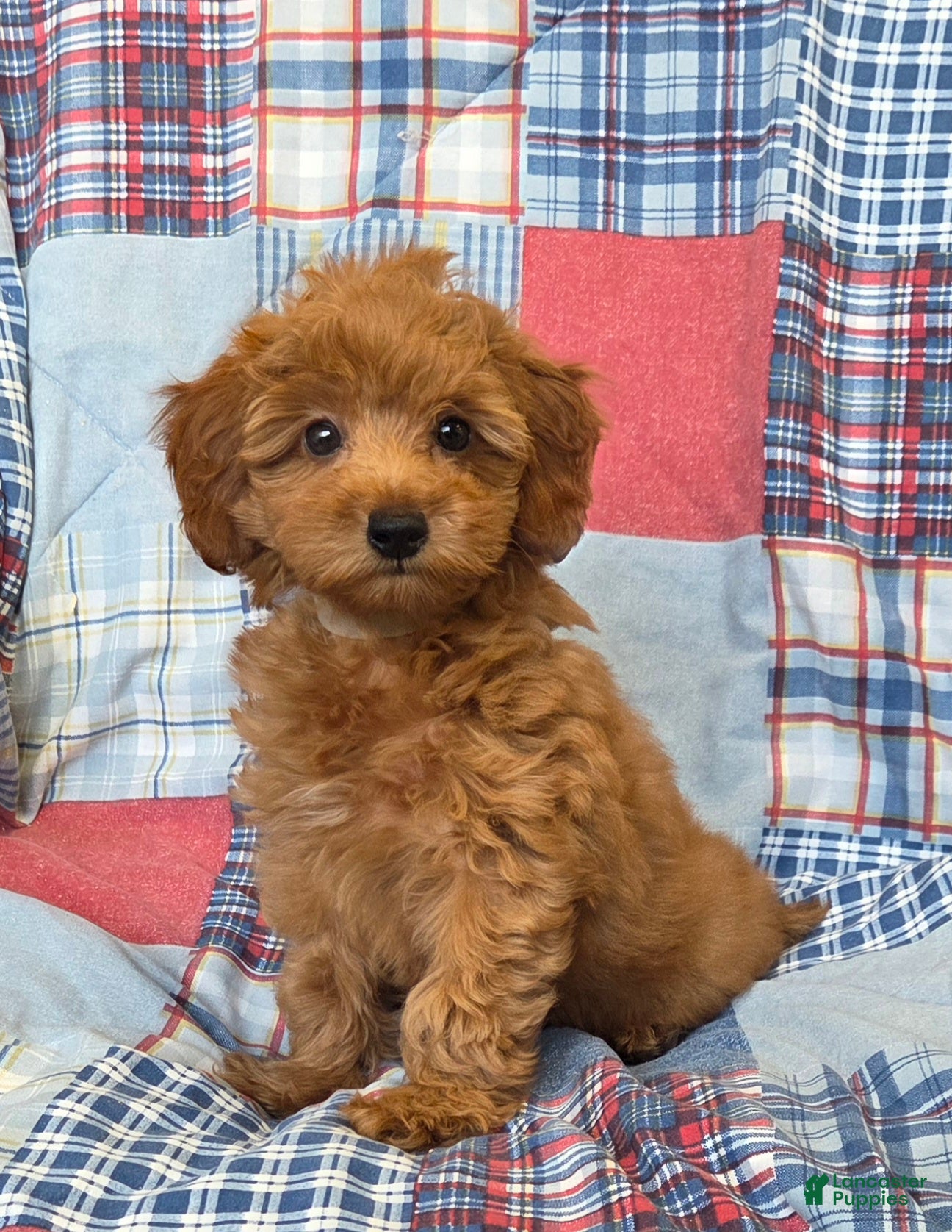 Mini Goldendoodle dogs Buster - Ad 1