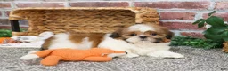Shih Tzu dogs for sale: Dover  - Ad 2