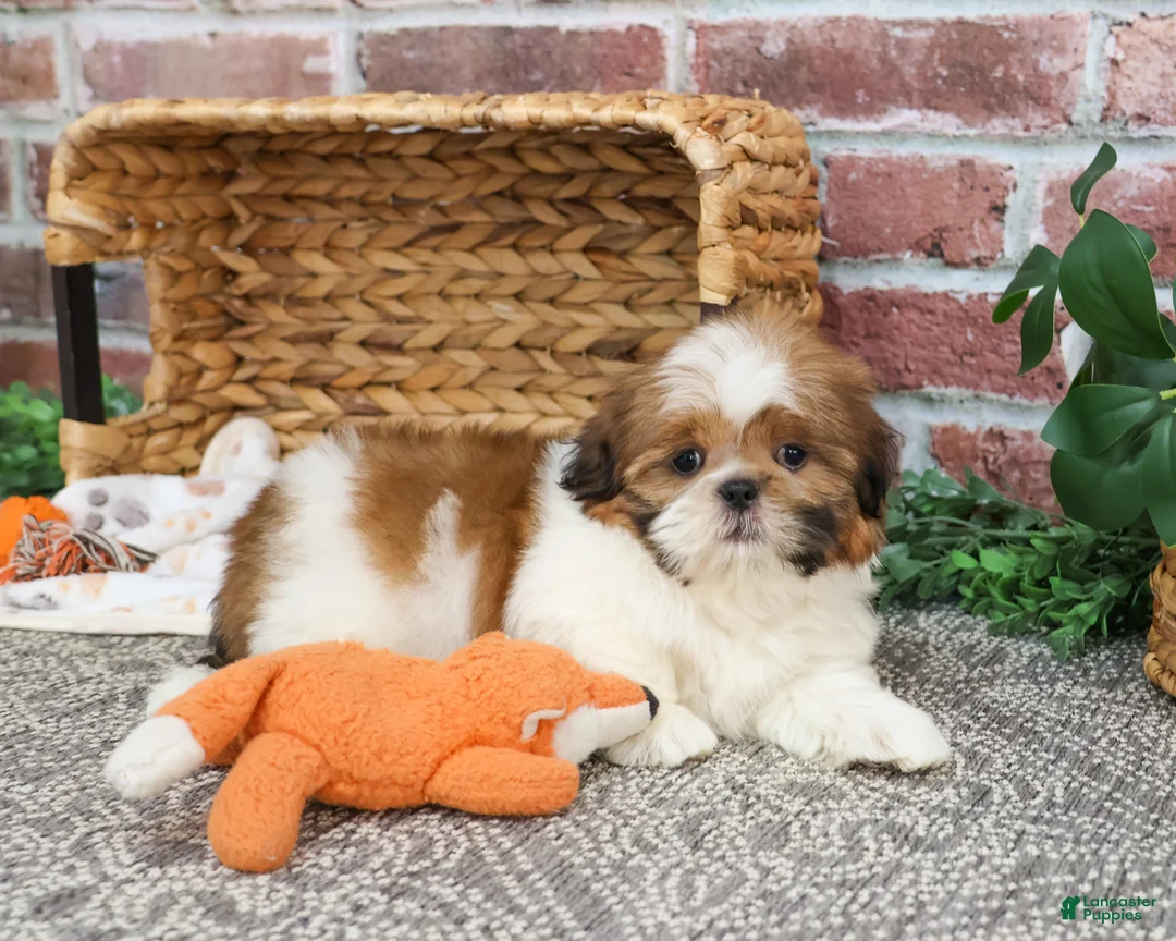 Shih Tzu dogs for sale: Dover  - Ad 2