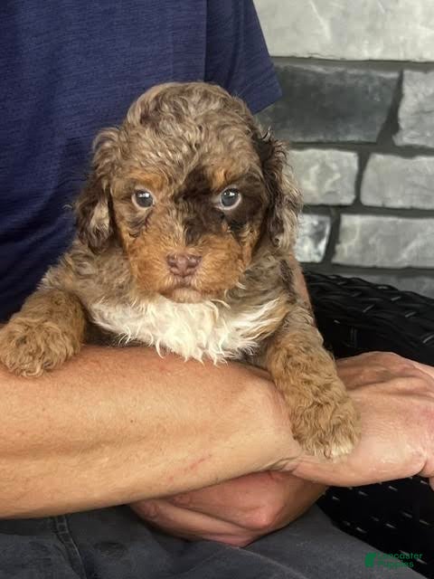 Aussiedoodle dogs Trifle Mini Aussiedoodle  - Ad 2