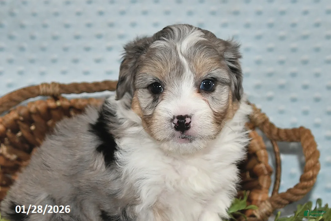 Havapoo dogs for sale: Elliott - Ad 5