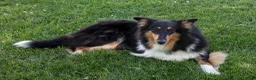 Collie dogs for sale: Jane - Ad 4