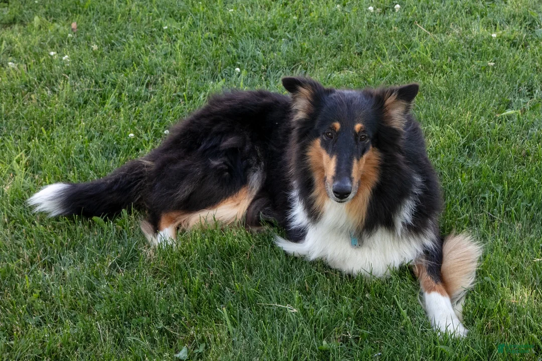 Collie dogs for sale: Jane - Ad 4