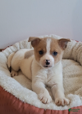 Pomchi dogs Beau - Ad 1