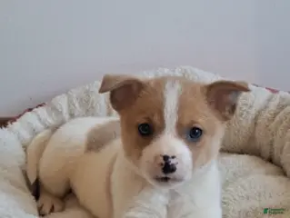 Pomchi dogs Beau - Ad 1