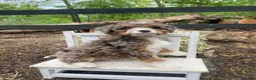 Bernedoodle dogs for sale: Roxy - Ad 15