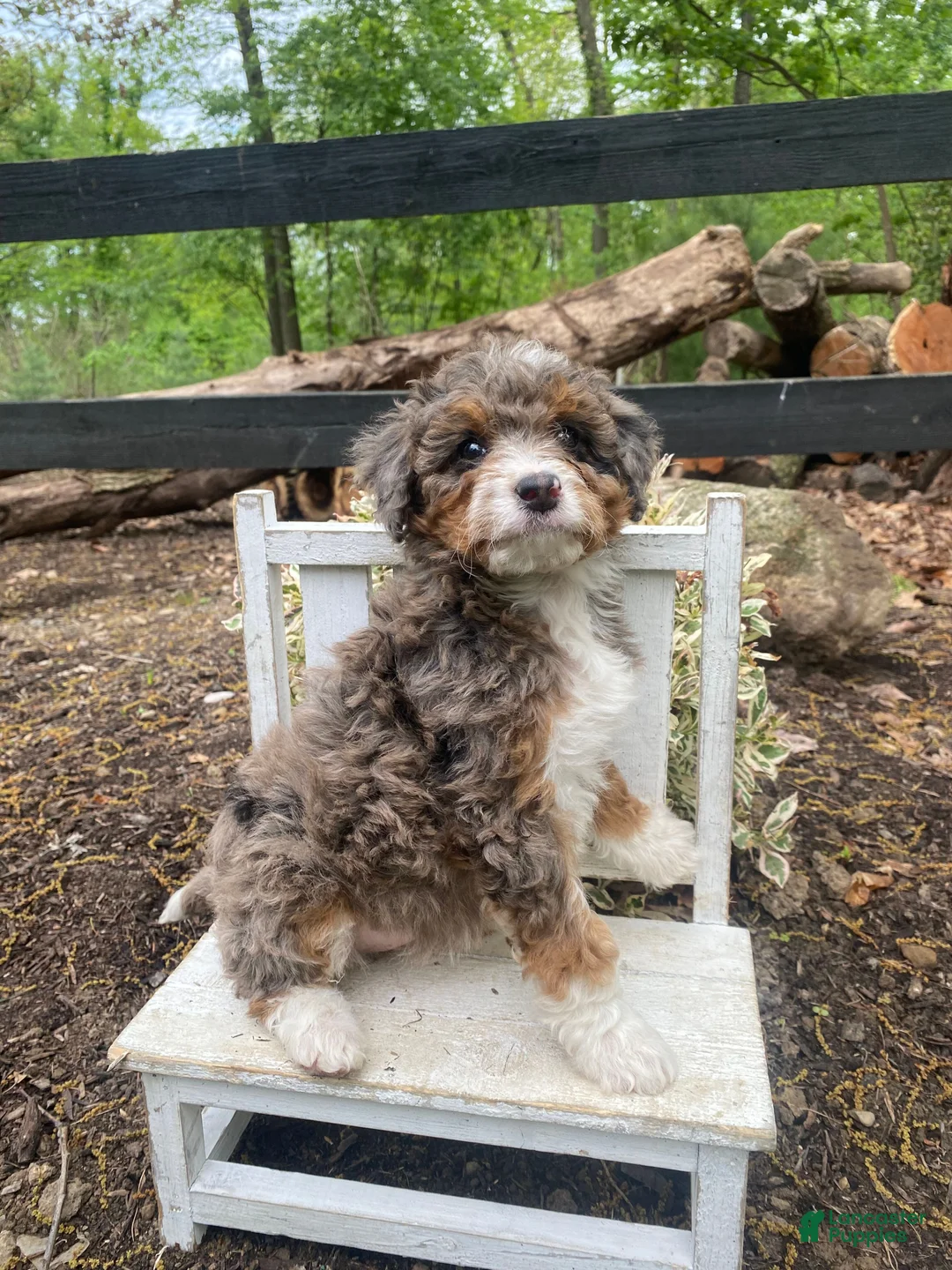 Bernedoodle dogs for sale: Roxy - Ad 15