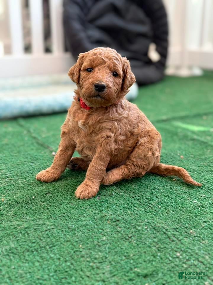 Mini Goldendoodle dogs Red Collar girl - Ad 15