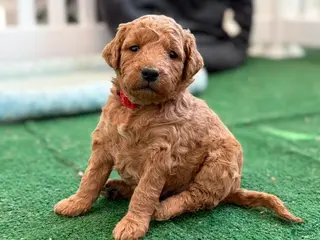 Mini Goldendoodle dogs Red Collar girl - Ad 15