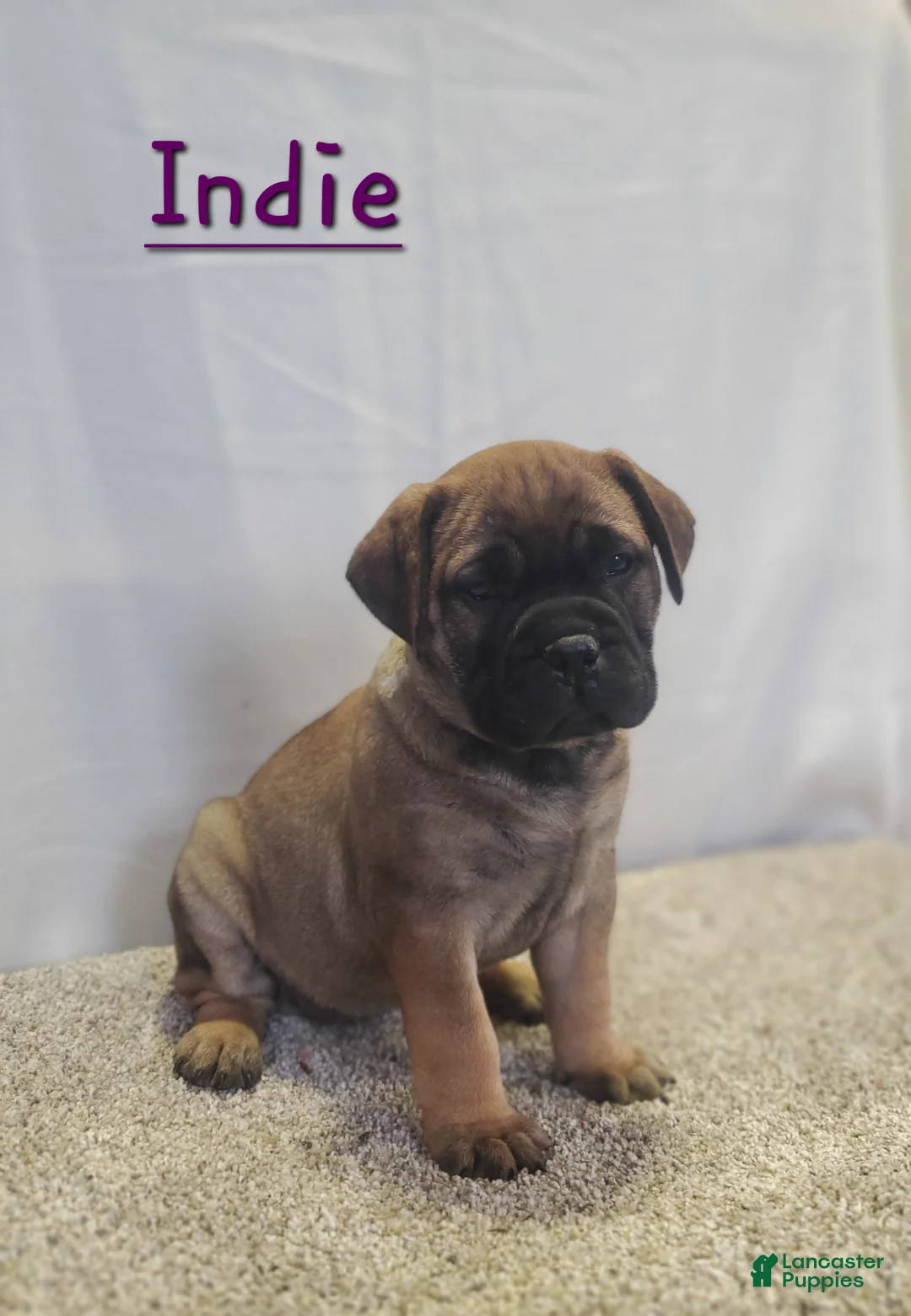 Bullmastiff dogs for sale: Indie - Ad 2