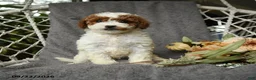 Goldendoodle dogs for sale: Genevive - Ad 5
