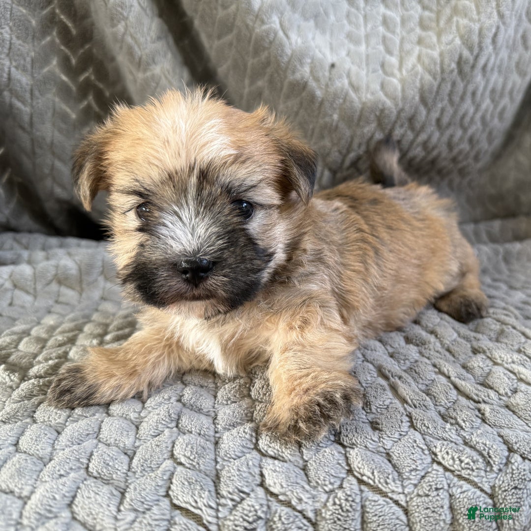 Morkie dogs for sale: Coco  - Ad 4