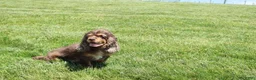 Cocker Spaniel dogs for sale: Clark - Ad 7
