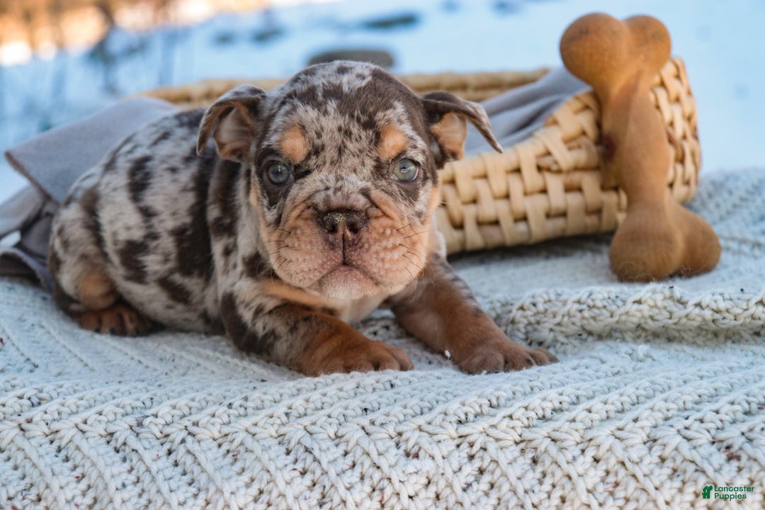 English Bulldog dogs for sale: Gaston - Ad 6