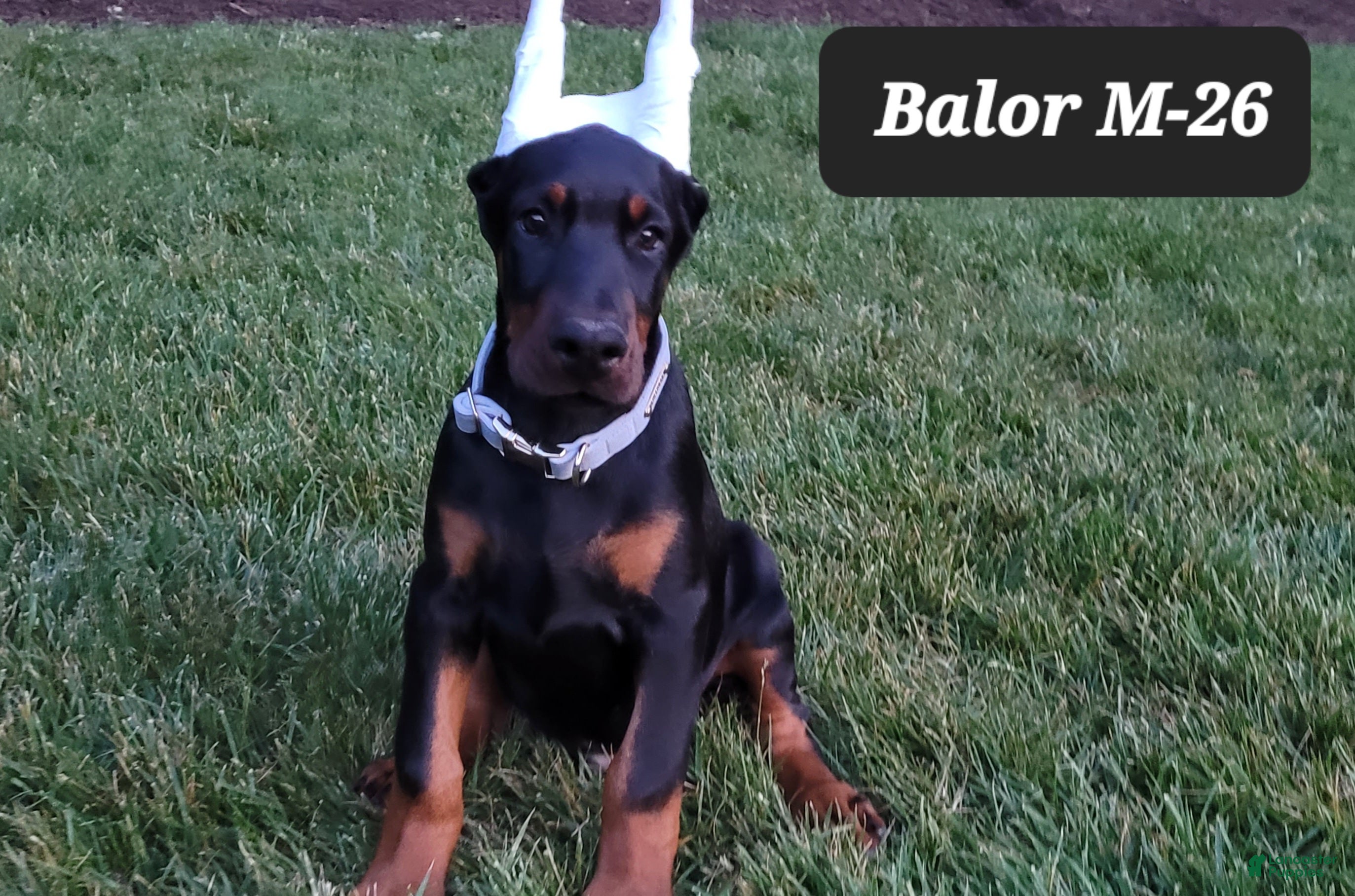 Doberman Pinscher dogs BALOR - Ad 36