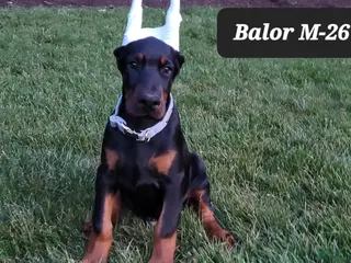 Doberman Pinscher dogs BALOR - Ad 16