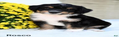 Rosco