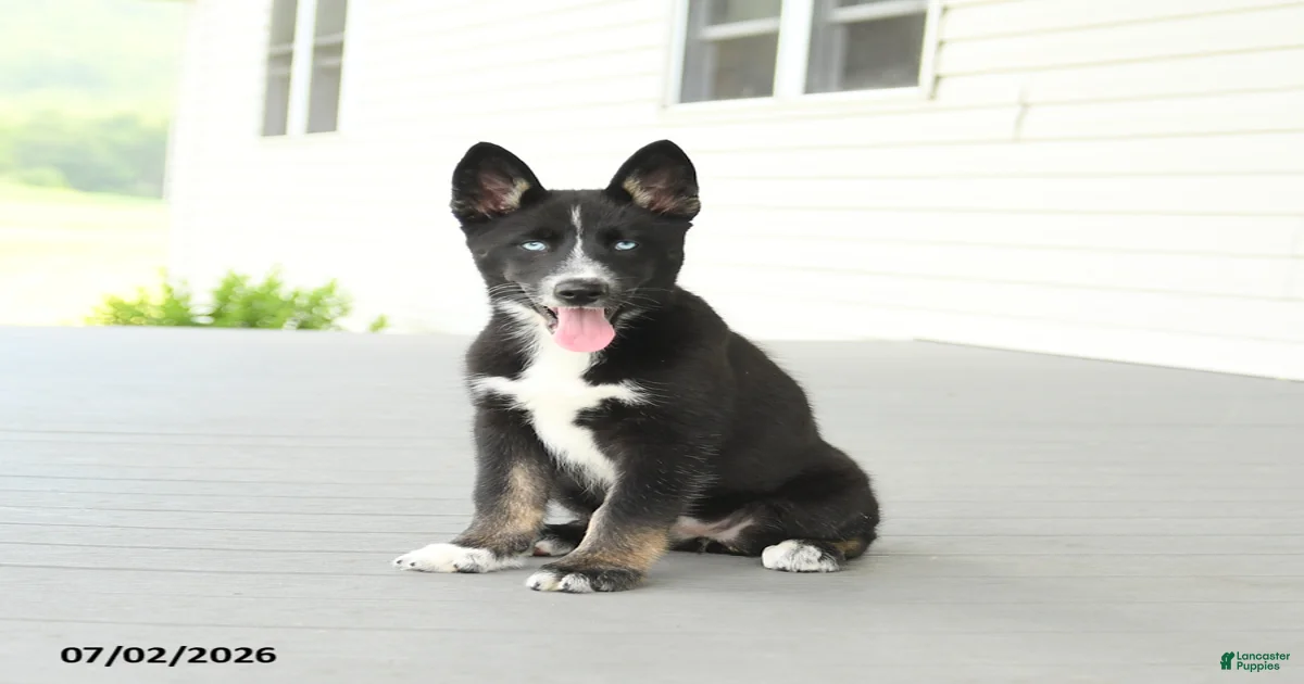 ハスキー ブライム4-6 husky brime Gerberian Shepsky Puppies for sale in Carlisle, Pennsylvania