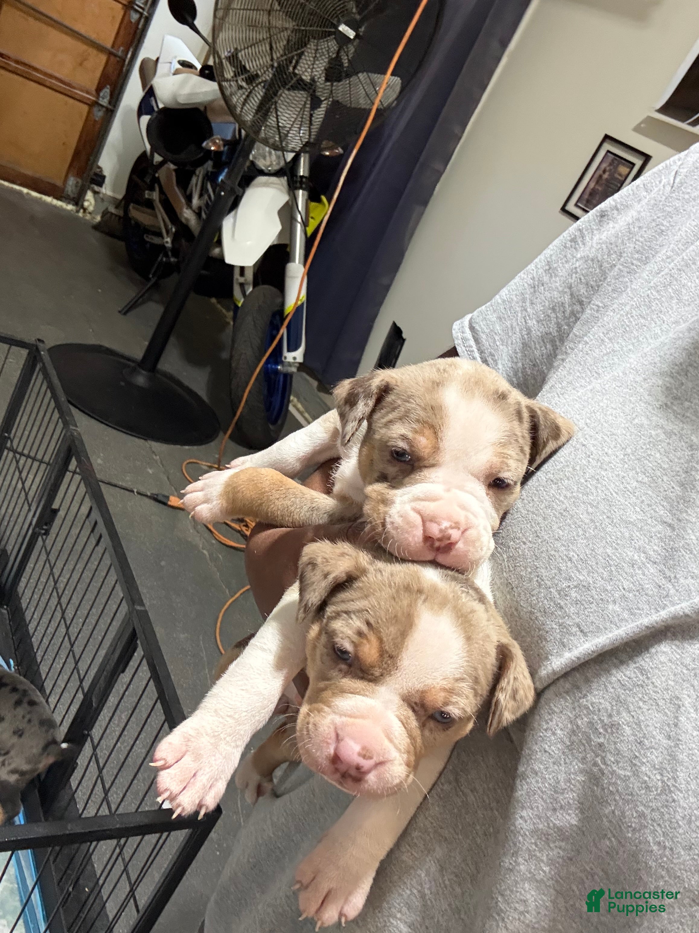 American Bully dogs The Olsen twins / Ashley - Ad 2