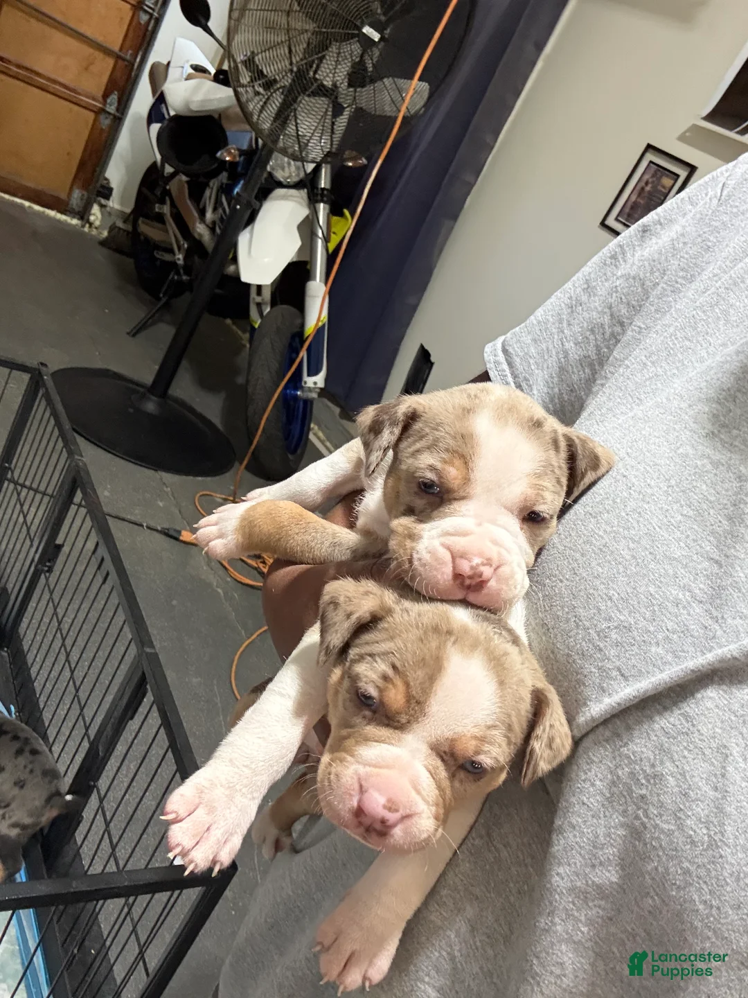 American Bully dogs for sale: The Olsen twins / Ashley - Ad 2