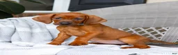 Redbone Coonhound dogs for sale: Briar - Ad 4