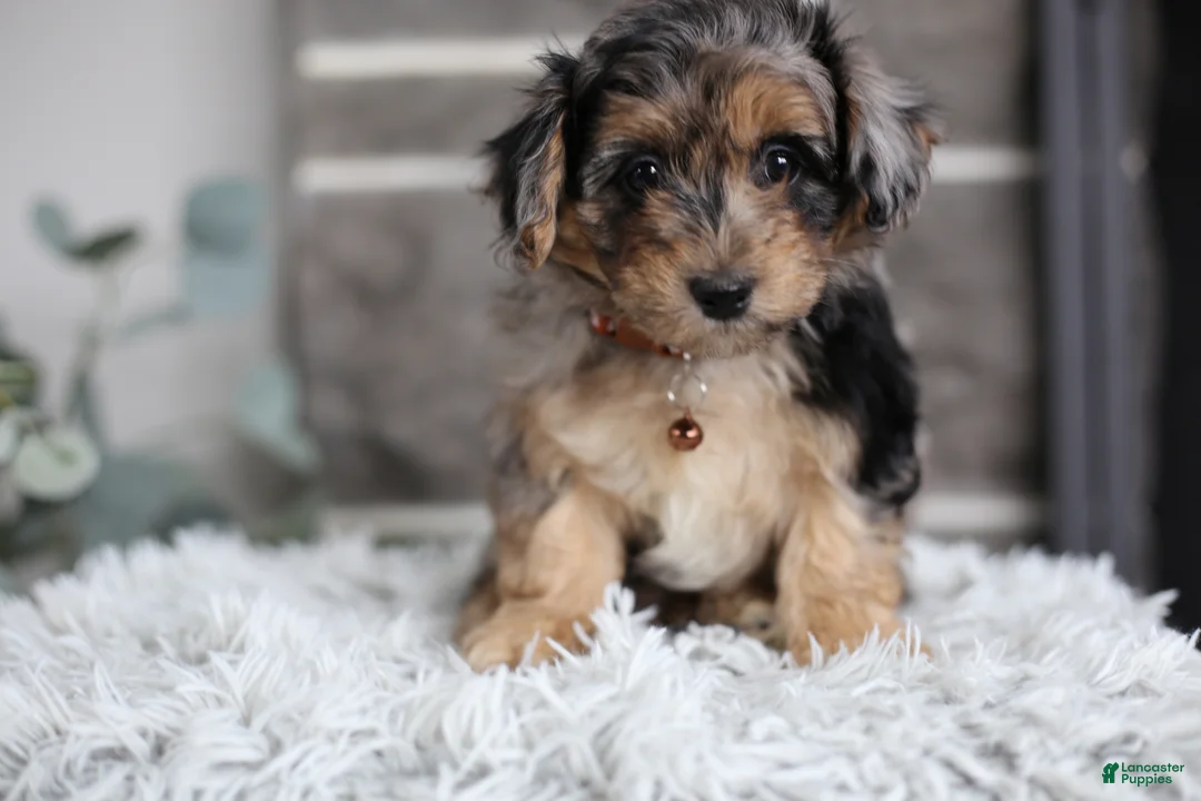 Maltipoo dogs for sale: Pebbles - Ad 6