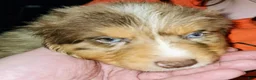 Australian Shepherd dogs for sale: Chris - Ad 4