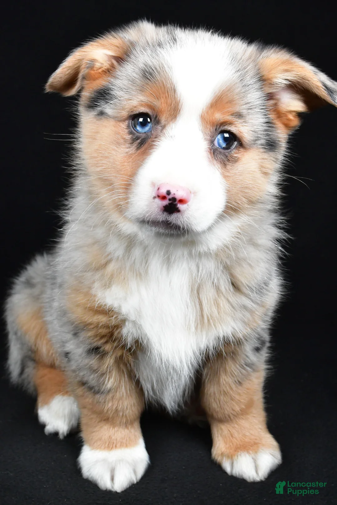 Mixed Breed dogs for sale: Piper - Ad 1