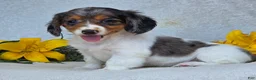 Miniature Dachshund dogs for sale: Macie - Ad 4