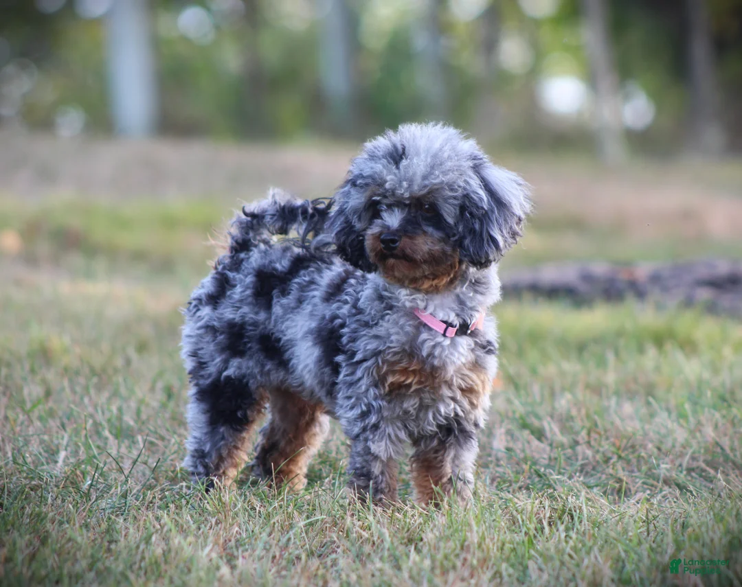 Toy Poodle dogs for sale: Paris - Ad 12