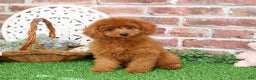 Cavapoo dogs for sale: Beauty  - Ad 1