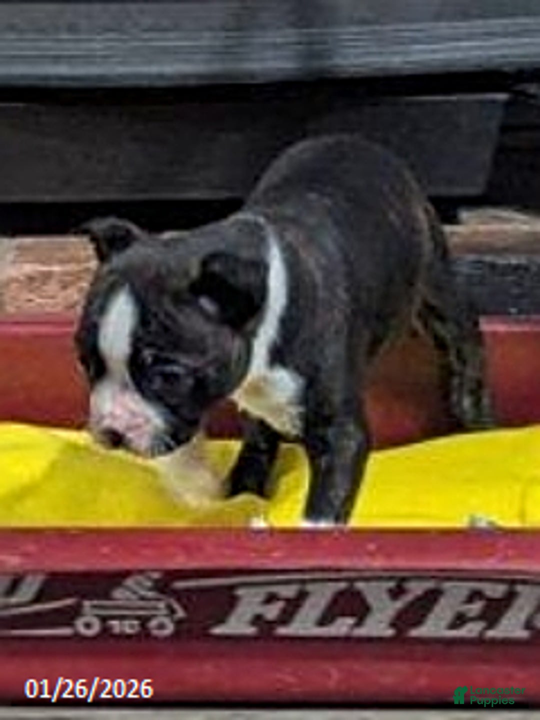 Boston Terrier dogs for sale: Hailey - Ad 6