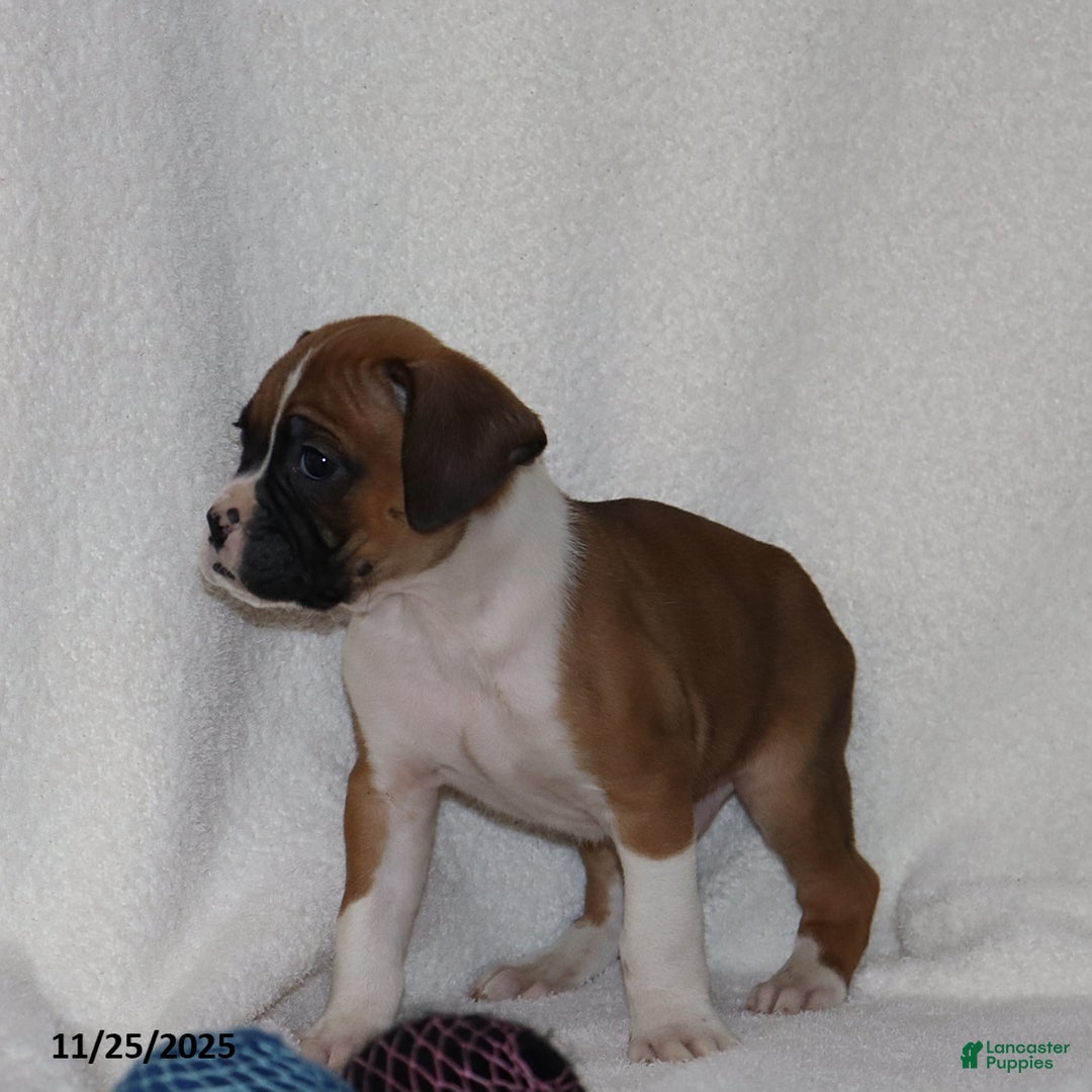 Mixed Breed dogs for sale: Louie - Ad 7