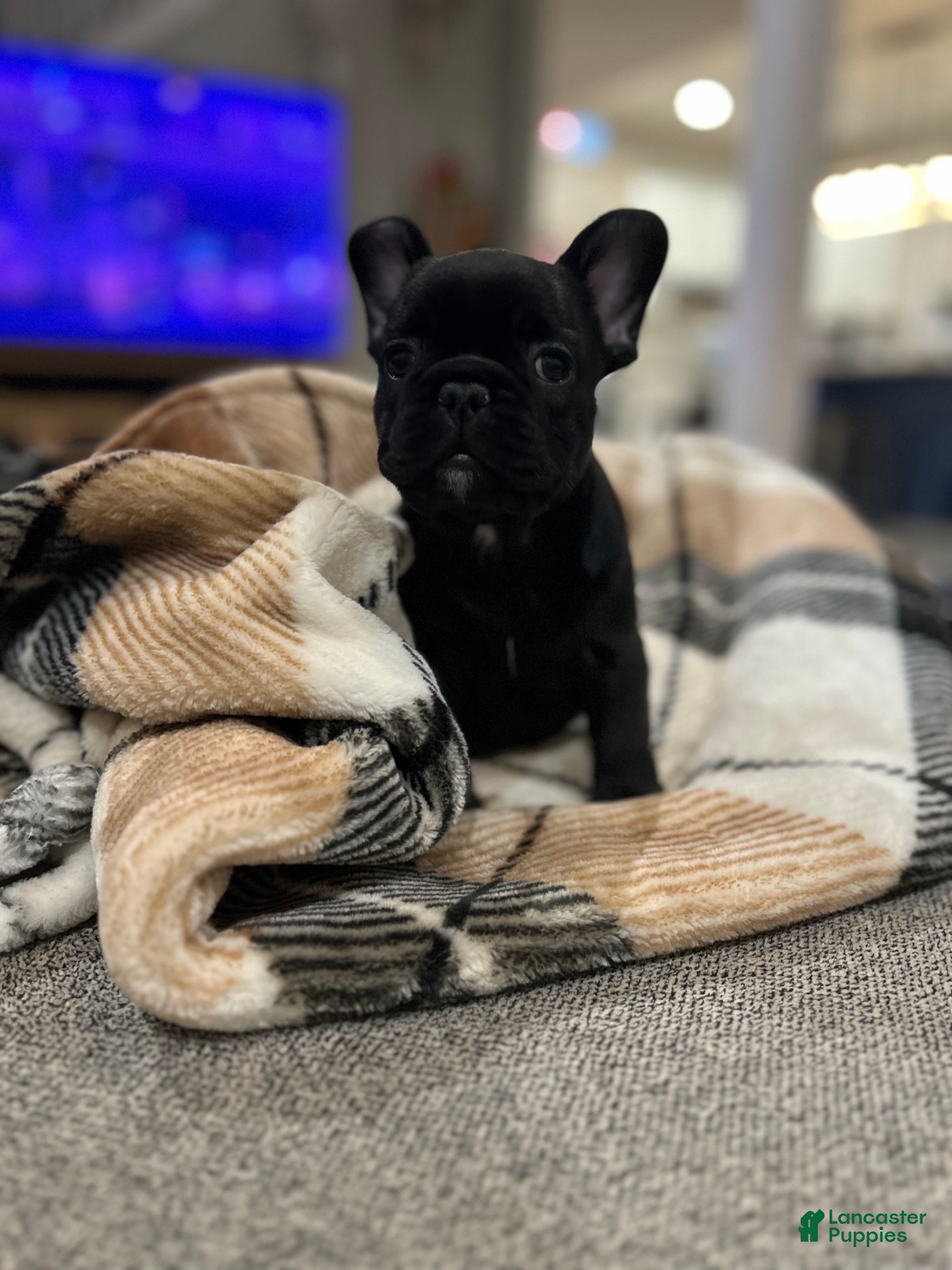 French Bulldog dogs French Bulldog Puppy 2 - Ad 37