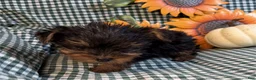 Yorkshire Terrier dogs for sale: Yorkshire Terrier 1 - Ad 3