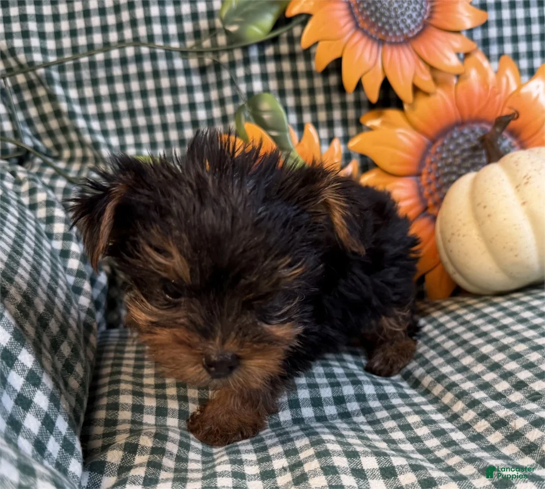 Yorkshire Terrier dogs for sale: Yorkshire Terrier 1 - Ad 3