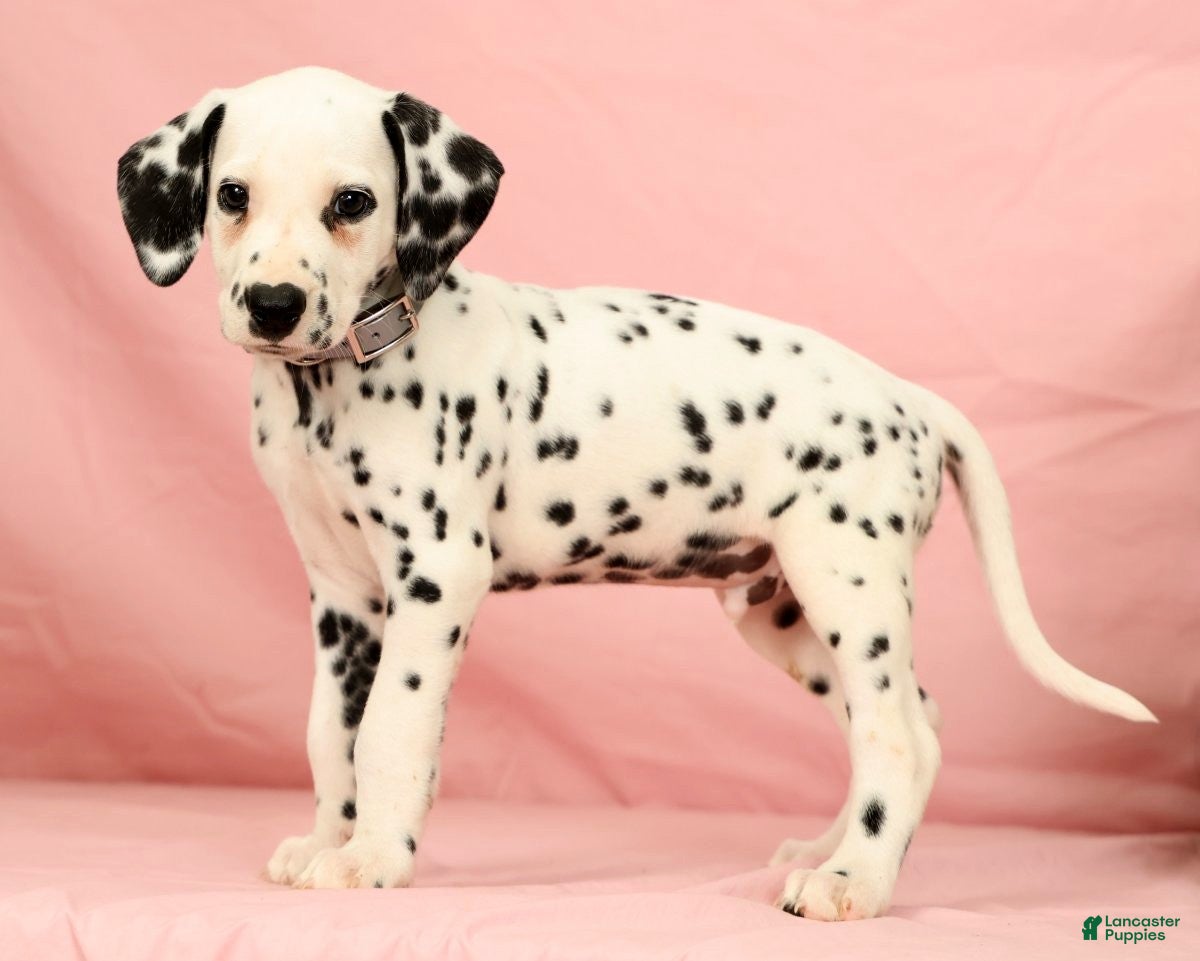 Dalmatian dogs Ringo - Ad 2
