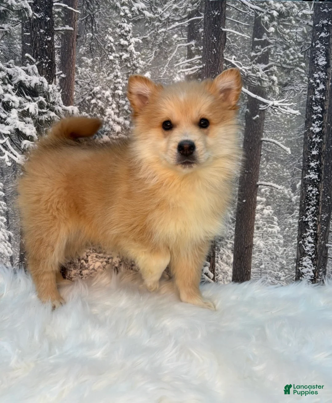 Pomsky dogs for sale: Pomsky Puppy 2 - Ad 1