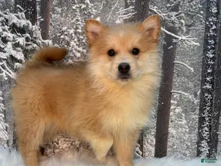 Pomsky dogs Pomsky Puppy 2 - Ad 29