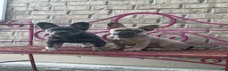 French Bulldog dogs for sale: French Bulldog 7 - Ad 3
