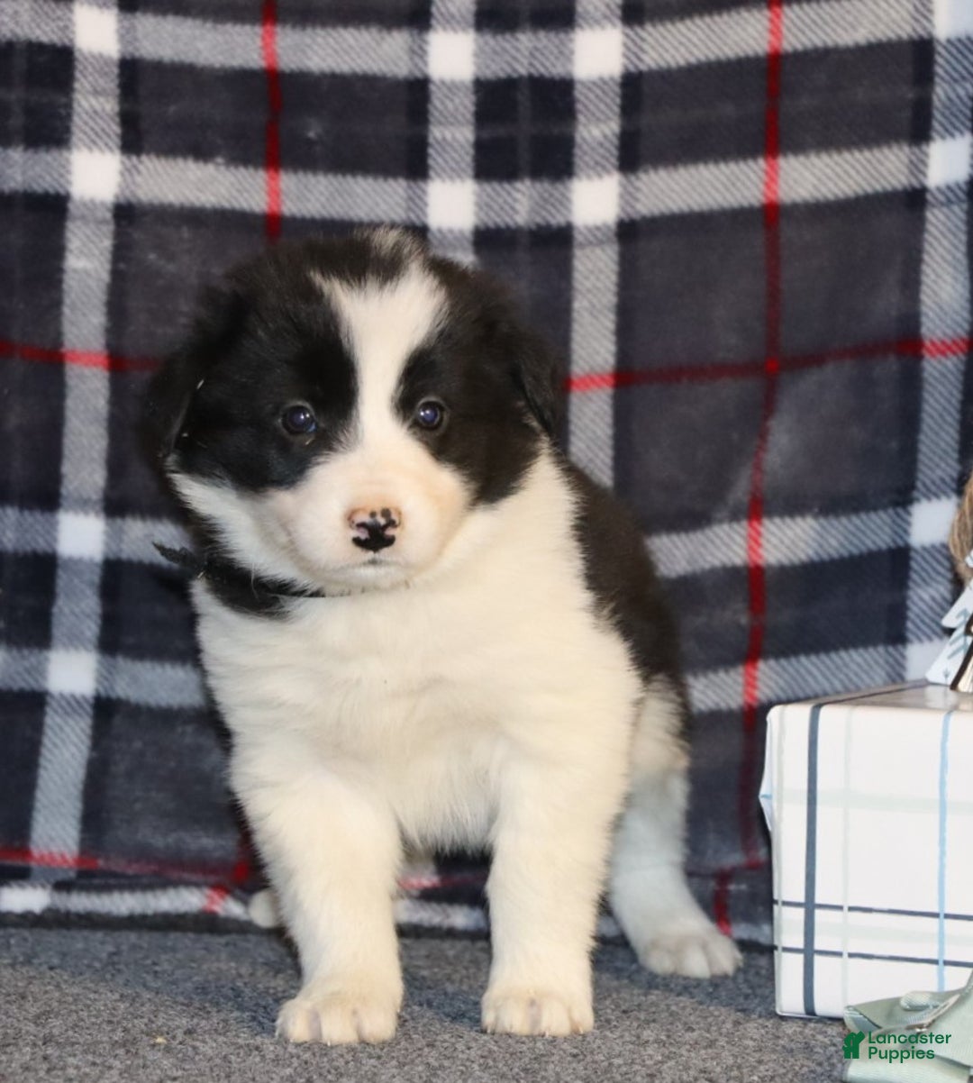 Border Collie dogs for sale: Frosty - Ad 3