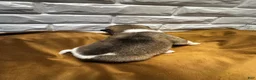 Akita dogs for sale: Aurora - Ad 3