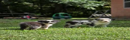 Australian Shepherd dogs for sale: Australian Shepherd 3 - Ad 3